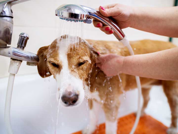 The Dog Wash